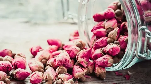 غنچه گل محمدی قیمت مناسب